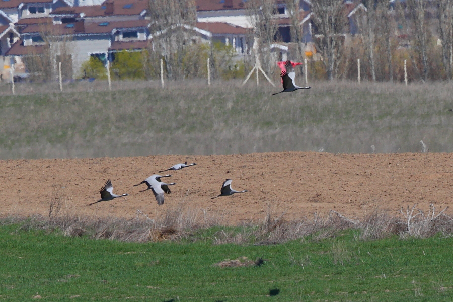 Demoiselle Crane