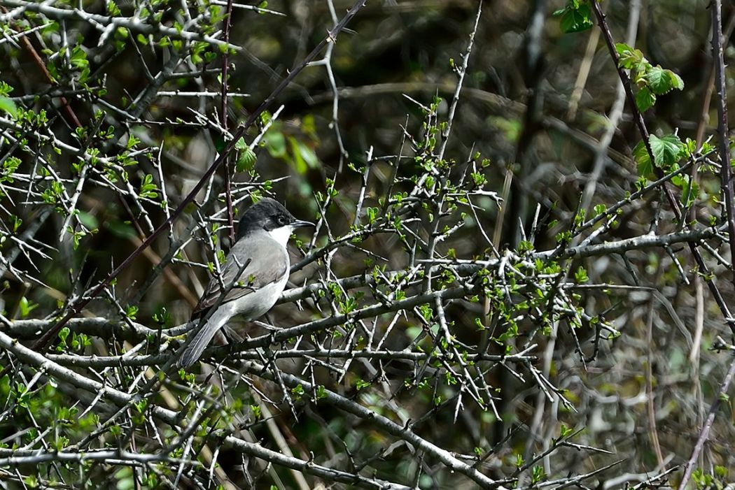 Eastern Orphean Warbler