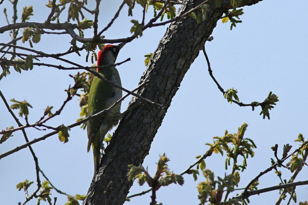 European Green Woodpecker