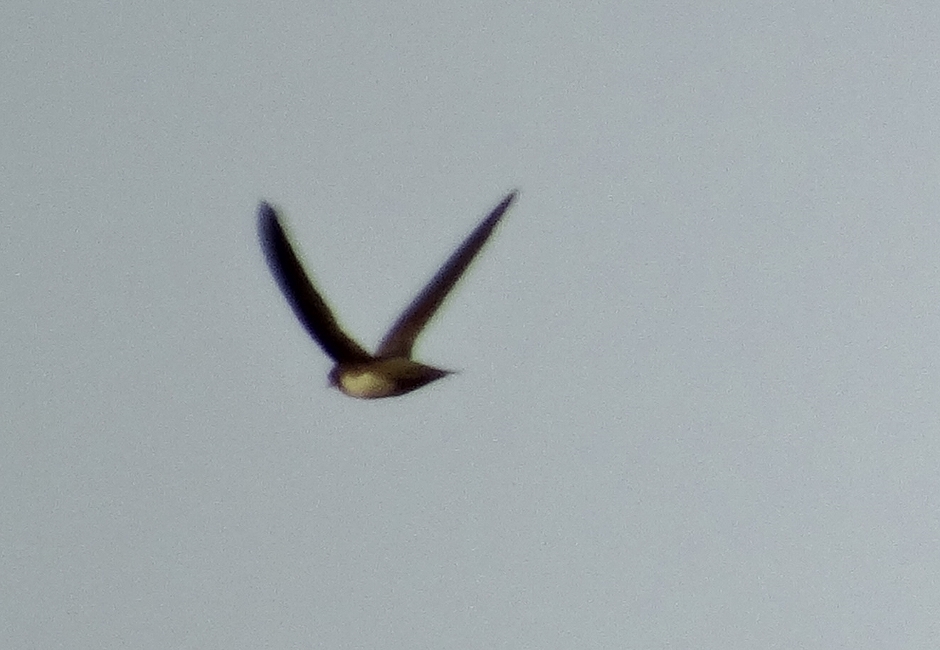 Akkarınlı Ebabil