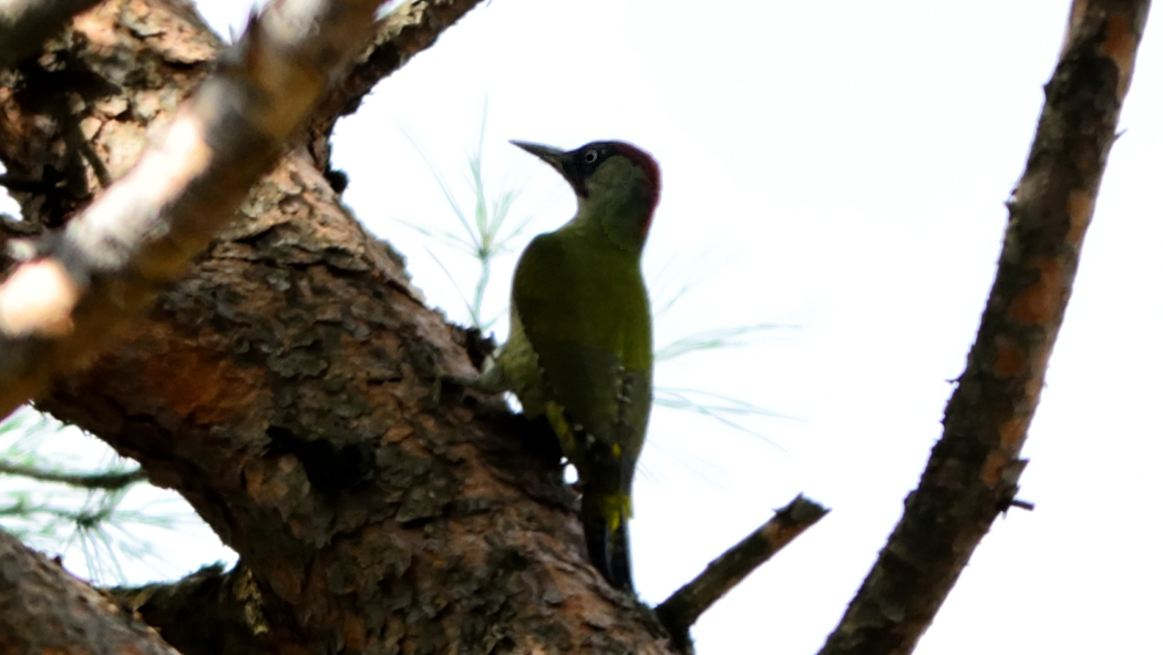 European Green Woodpecker