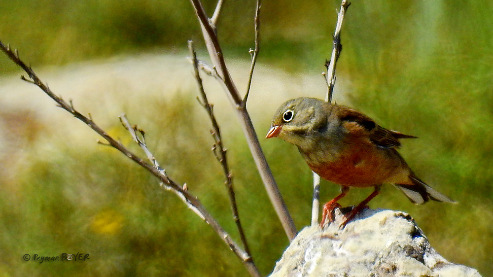 Ortolan Bunting