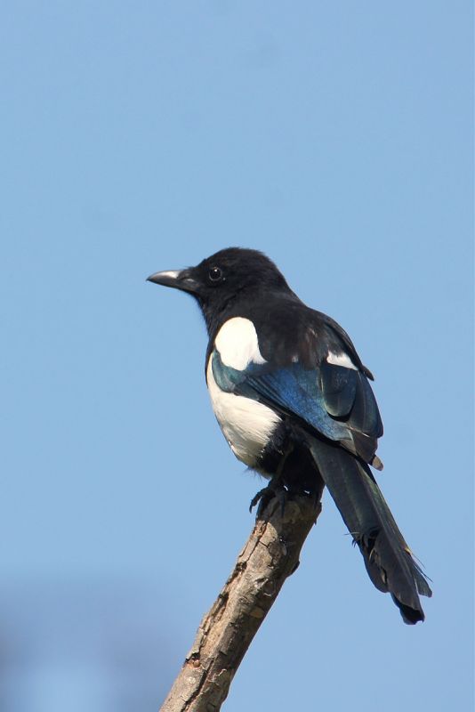 Eurasian Magpie
