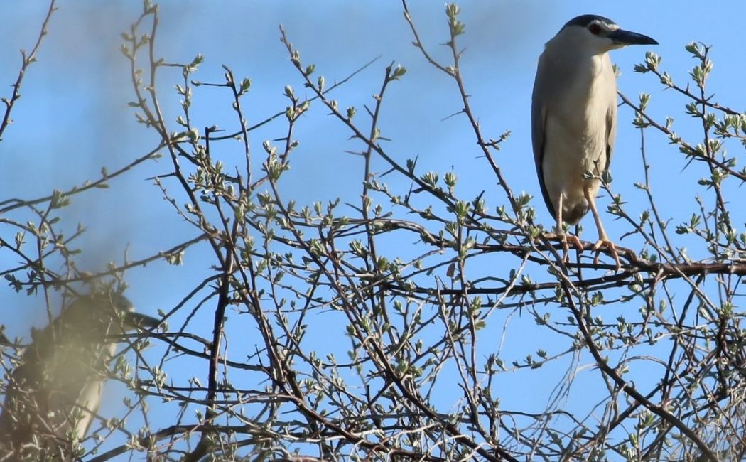 Black-crowned Night Heron