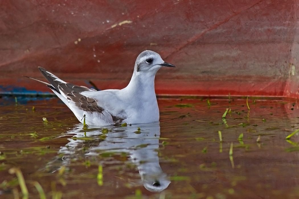 Little Gull