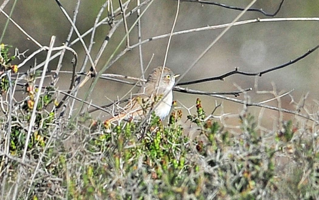 Asian Desert Warbler