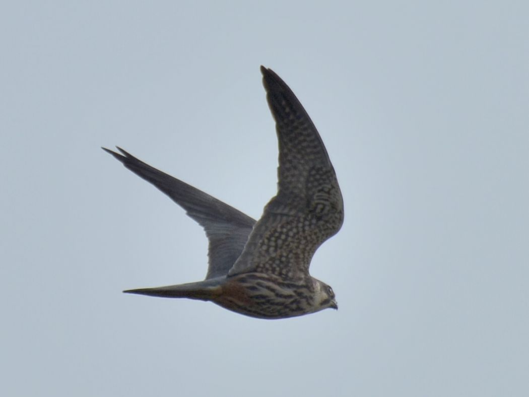 Eurasian Hobby