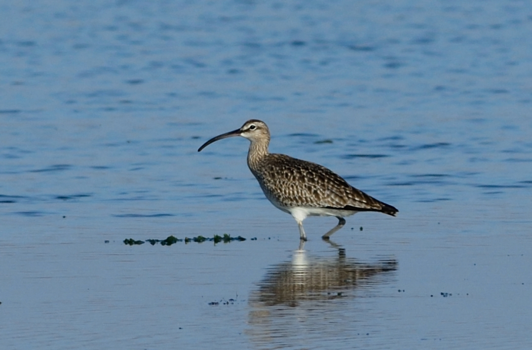 Eurasian Whimbrel