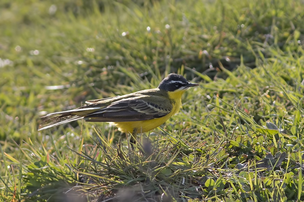 Western Yellow Wagtail