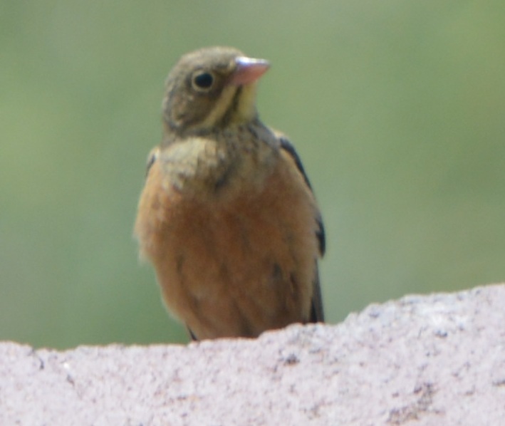 Ortolan Bunting