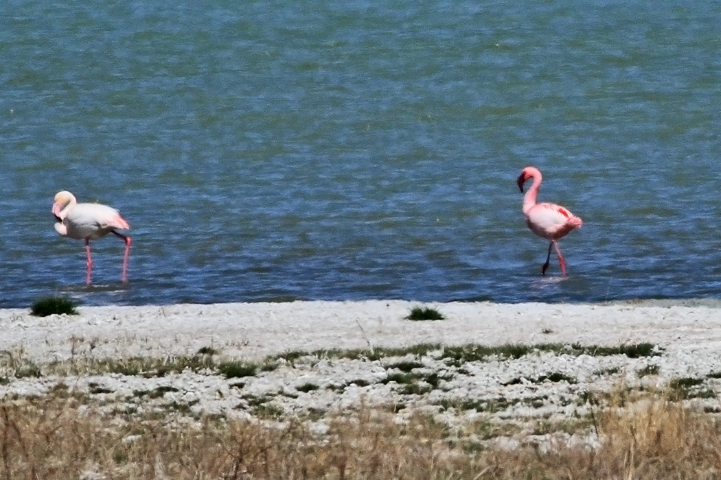 Lesser Flamingo
