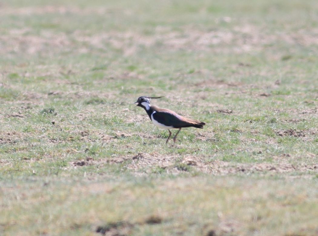 Northern Lapwing