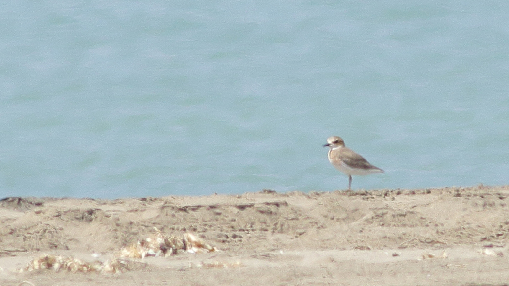 Greater Sand Plover