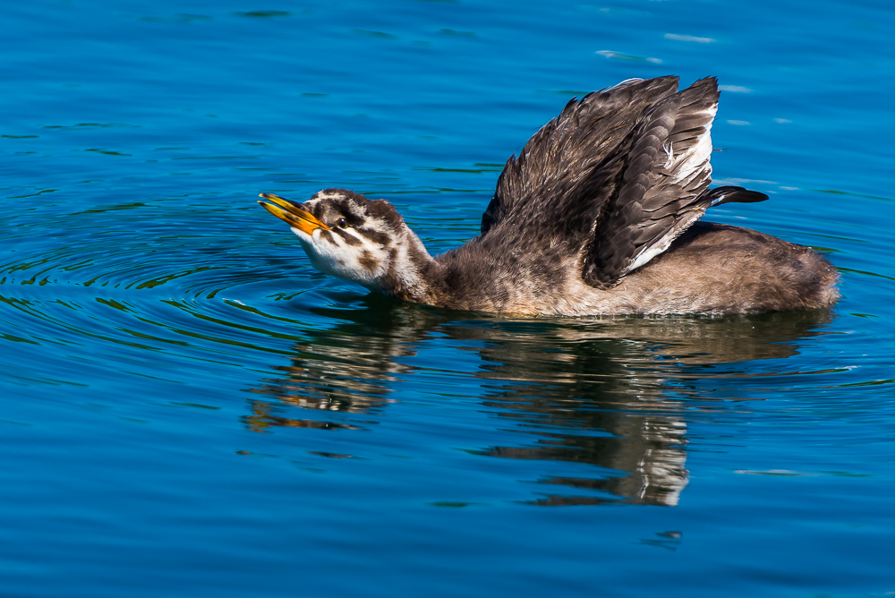 Red-necked Grebe