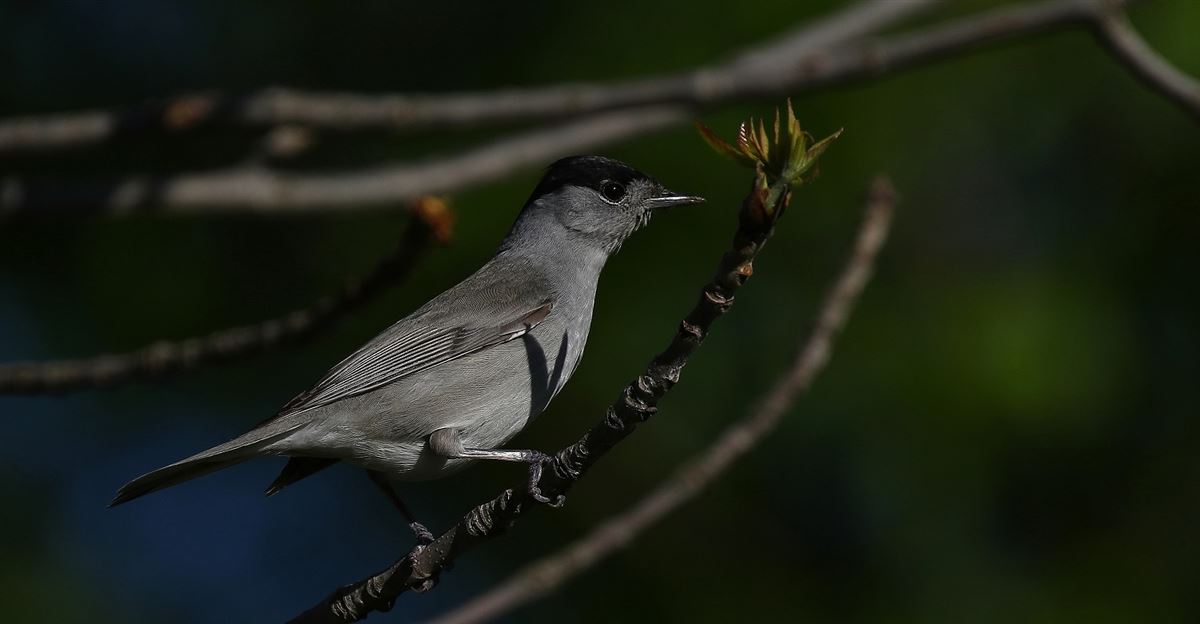 Eurasian Blackcap