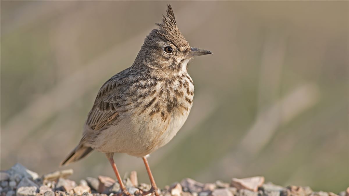 Crested Lark