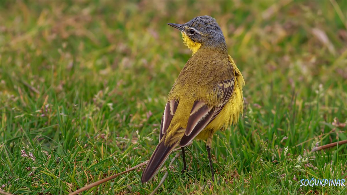 Western Yellow Wagtail