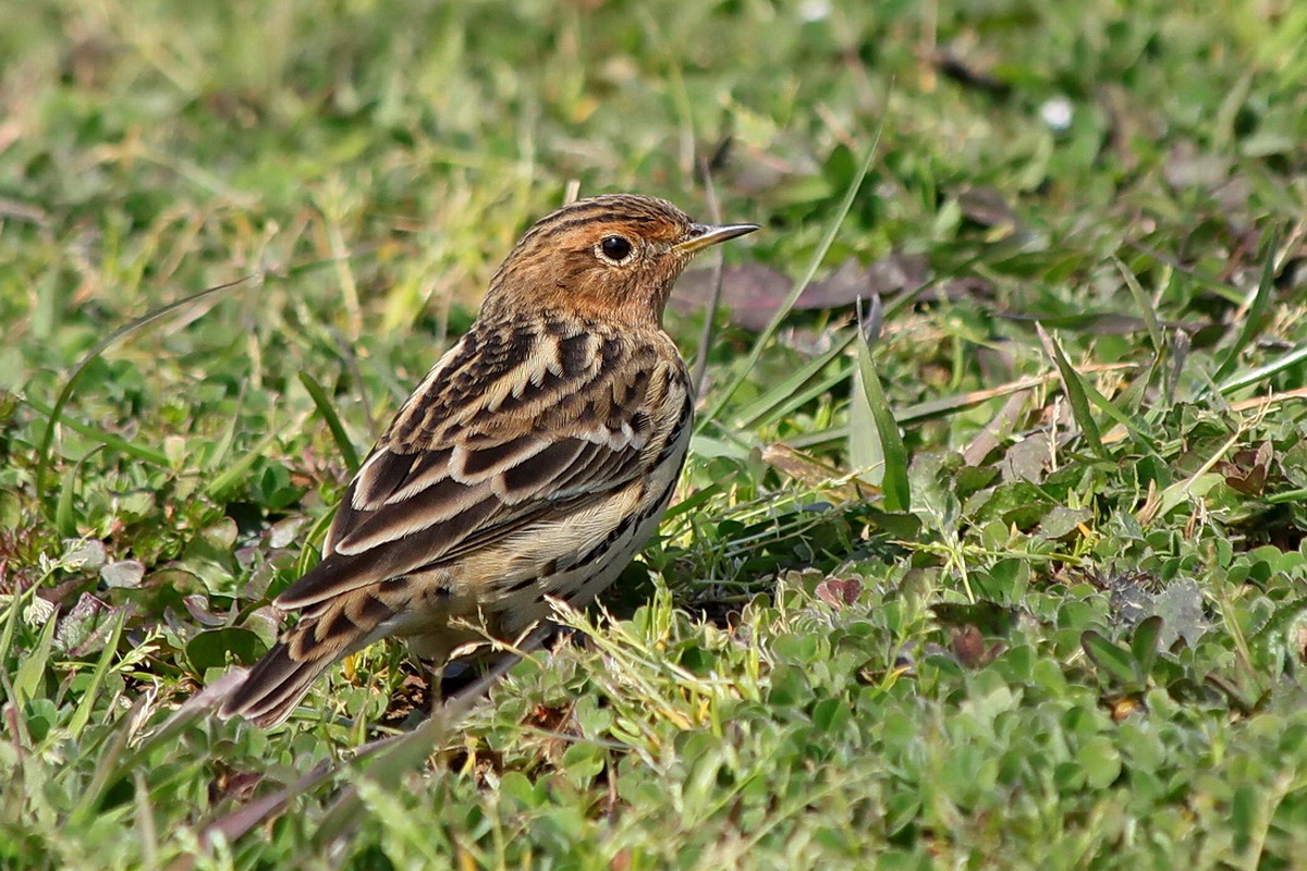 Red-throated Pipit
