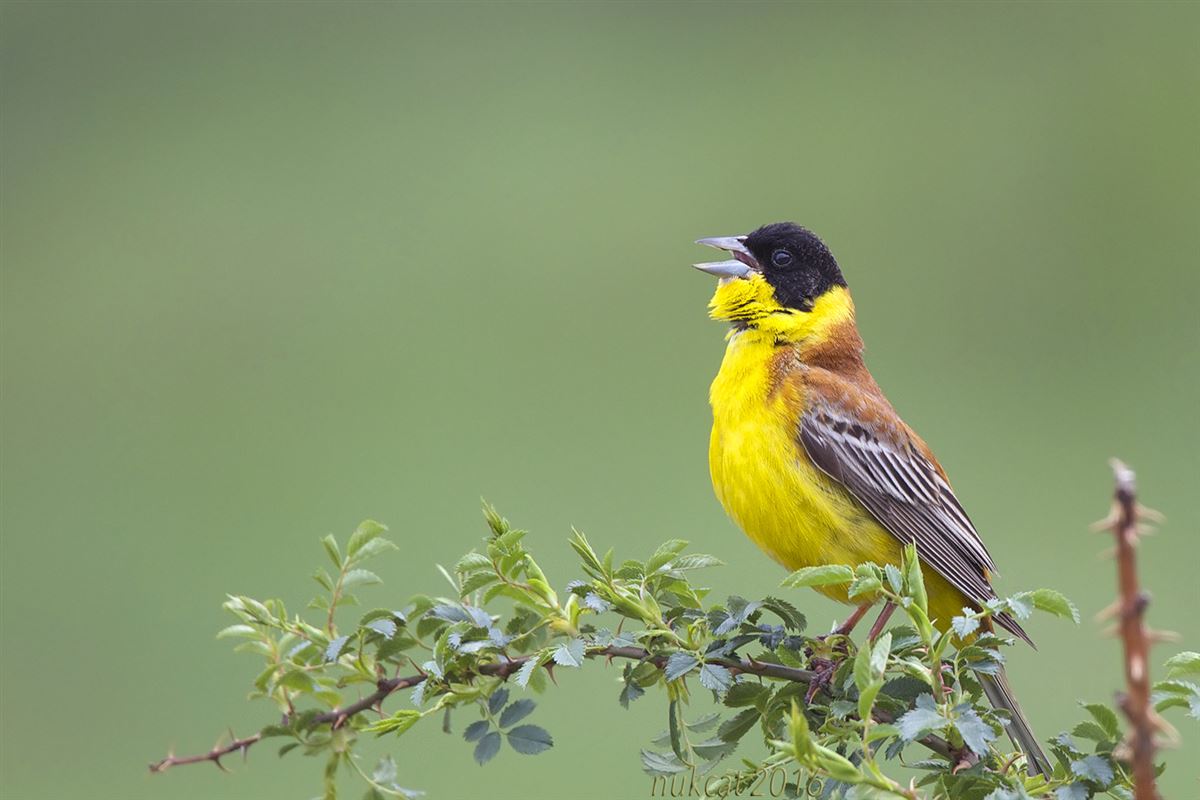 Black-headed Bunting