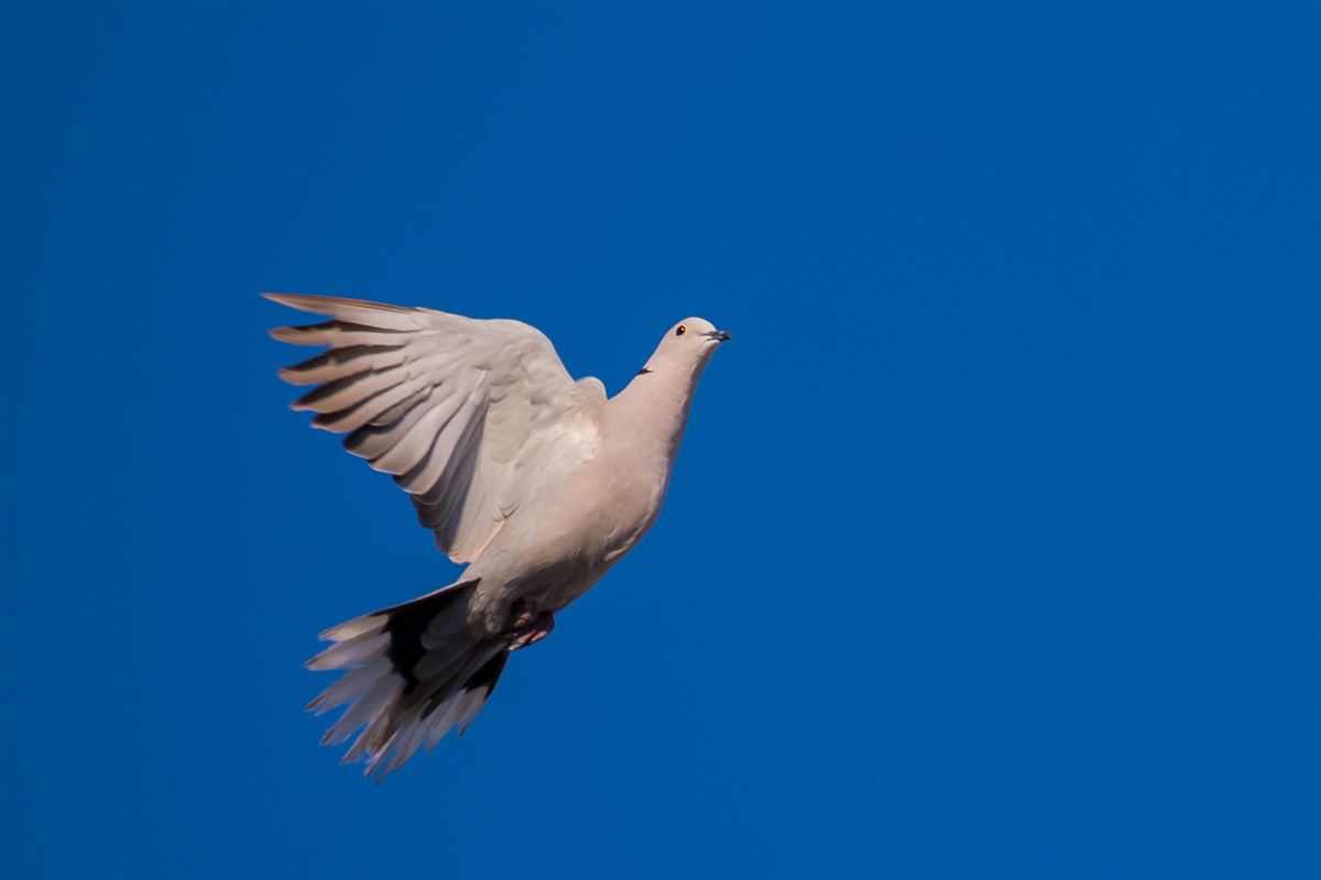 Eurasian Collared Dove
