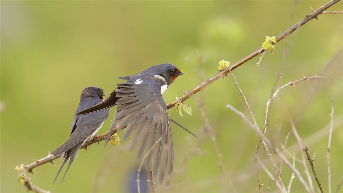 Barn Swallow