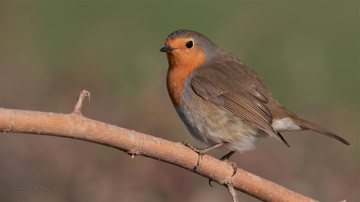 European Robin