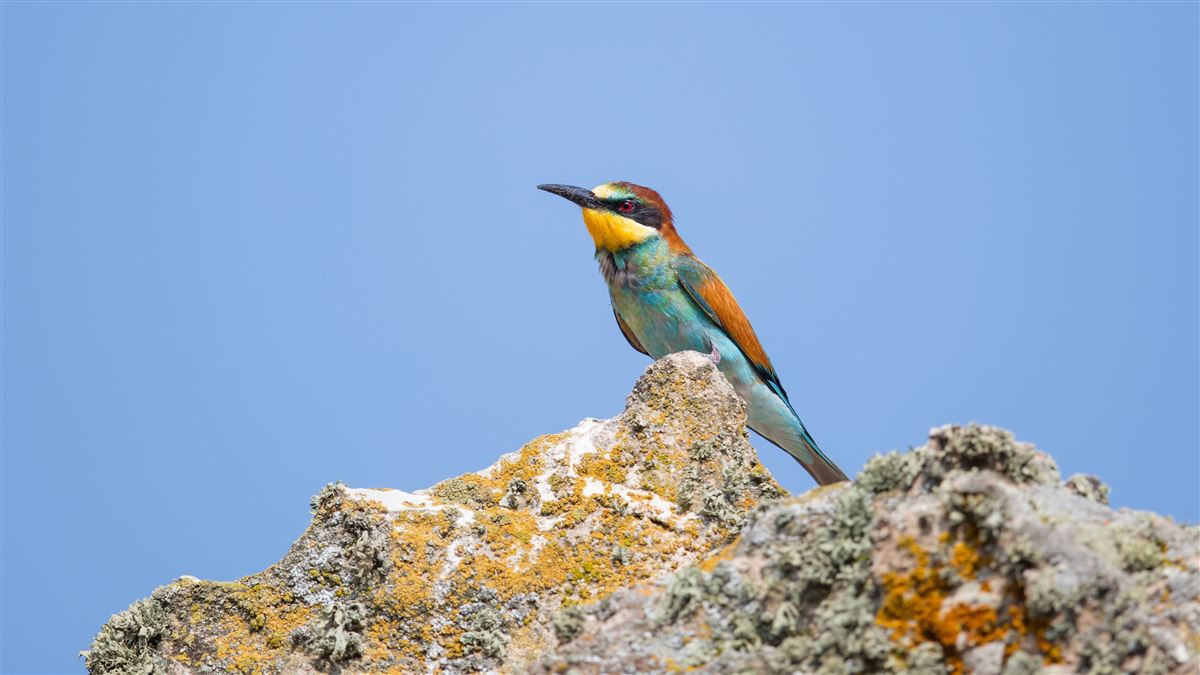 European Bee-eater