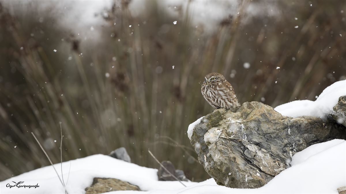 Little Owl