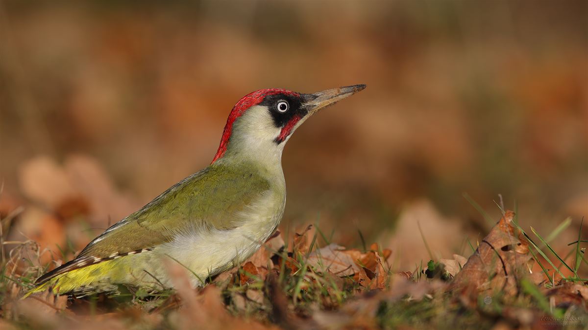 European Green Woodpecker