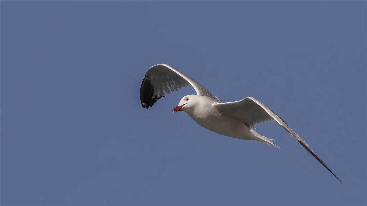 Audouin`s Gull