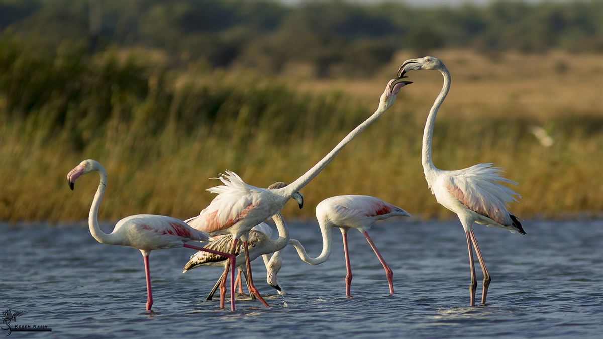 Flamingo