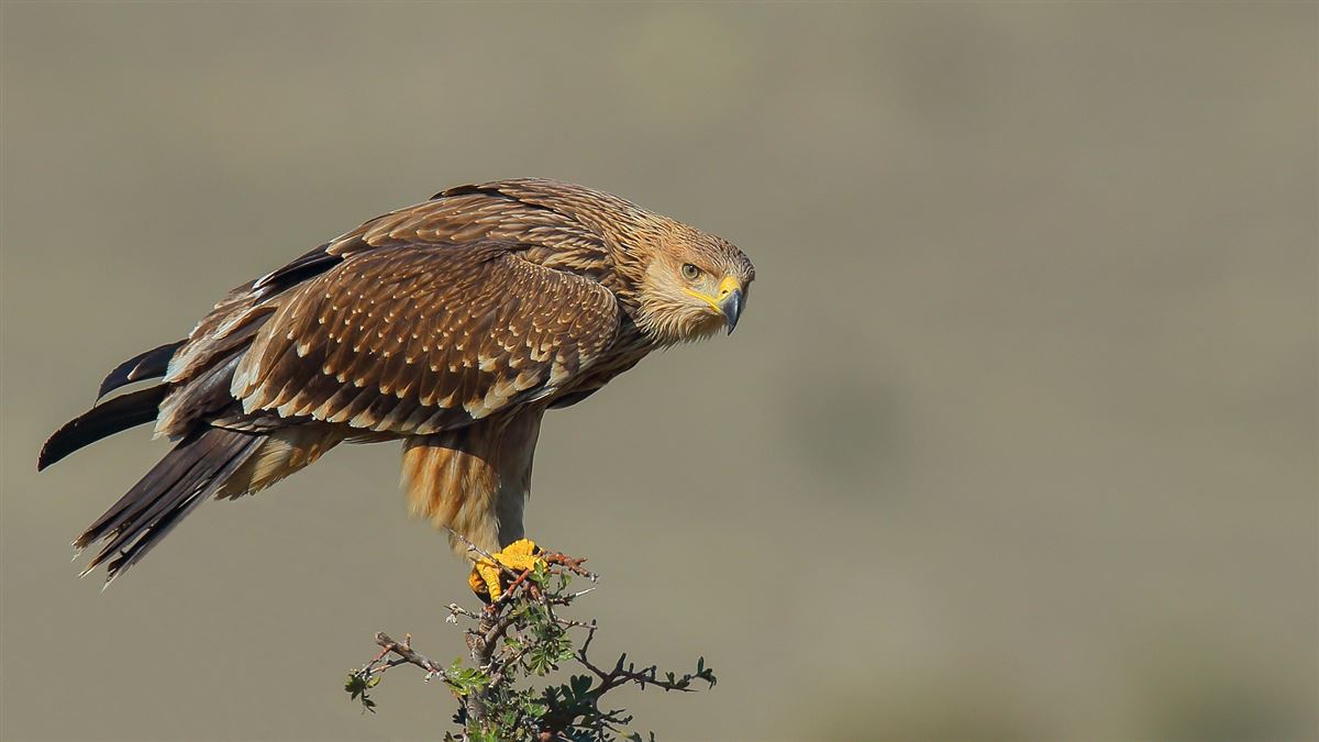 Eastern Imperial Eagle