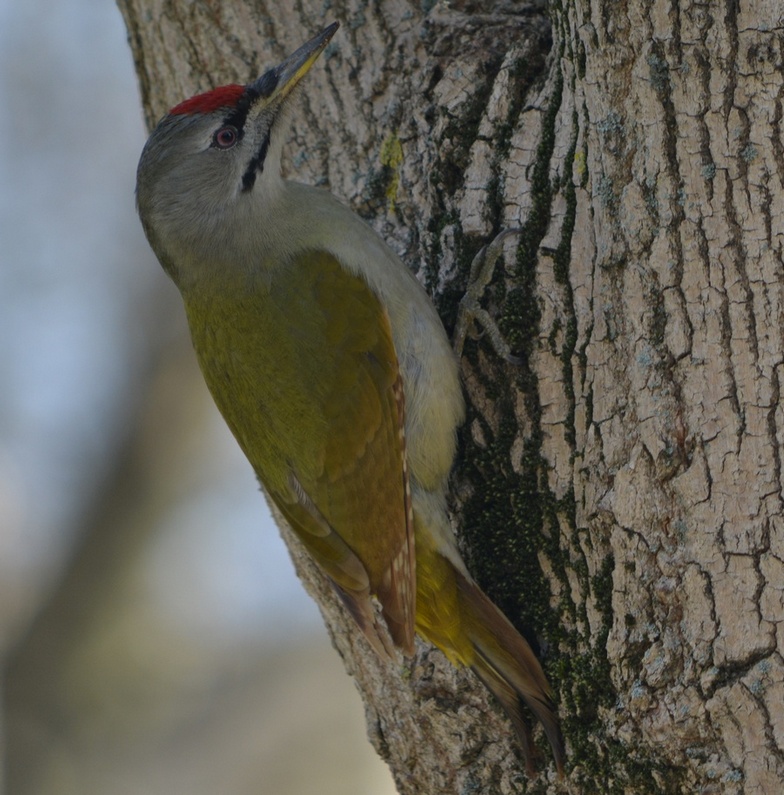 Grey-headed Woodpecker