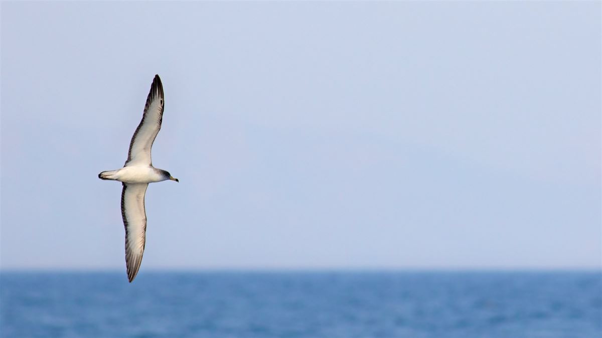 Scopoli`s Shearwater