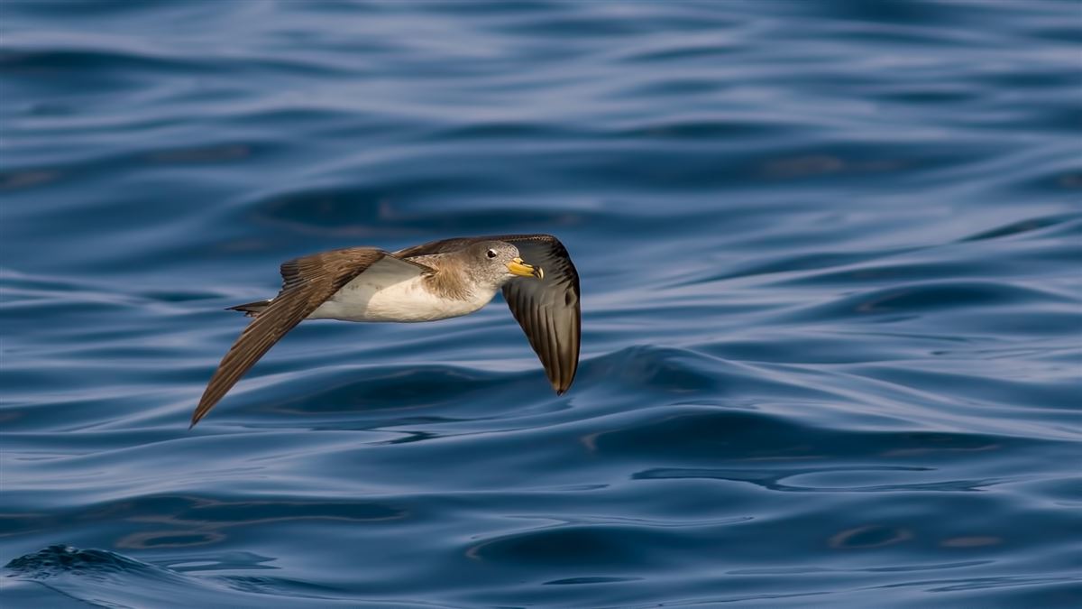 Scopoli`s Shearwater