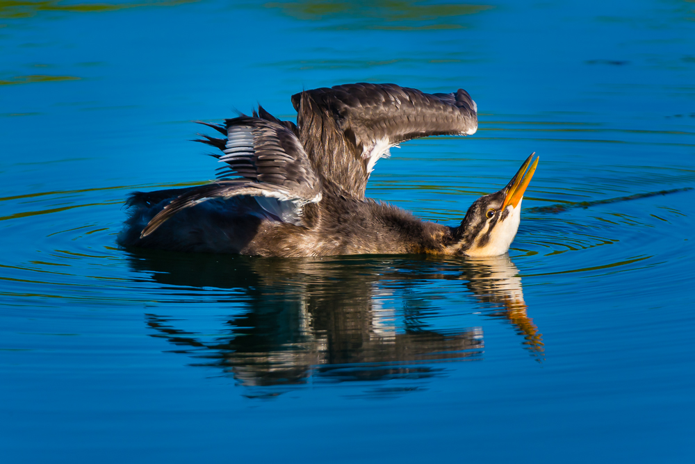 Red-necked Grebe