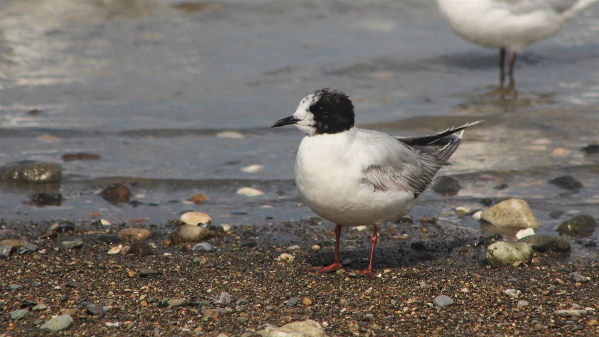 Little Gull
