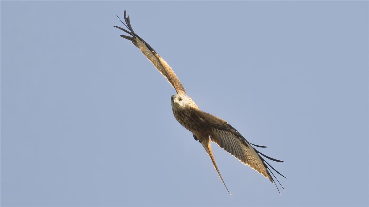 Red Kite