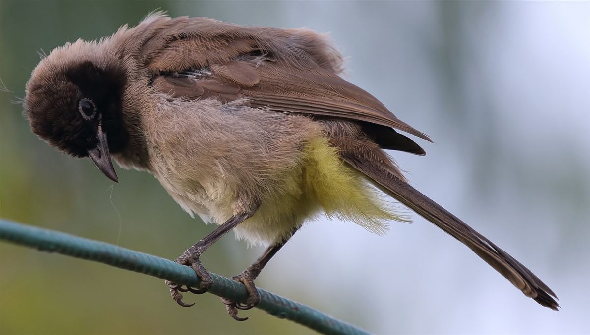 White-spectacled Bulbul