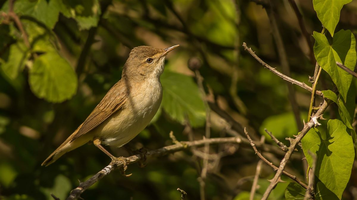 Marsh Warbler