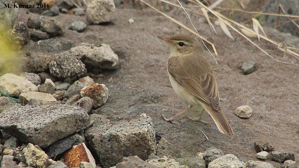 Booted Warbler