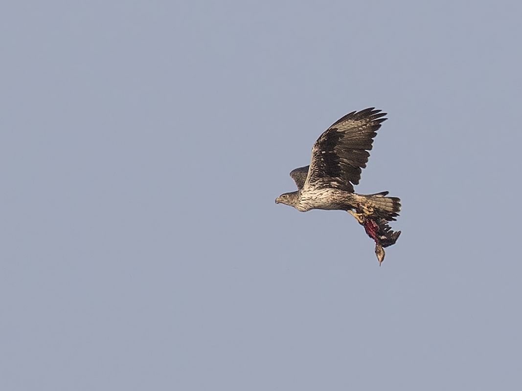 Bonelli`s Eagle