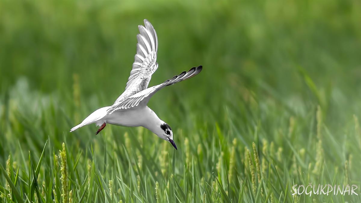 White-winged Tern