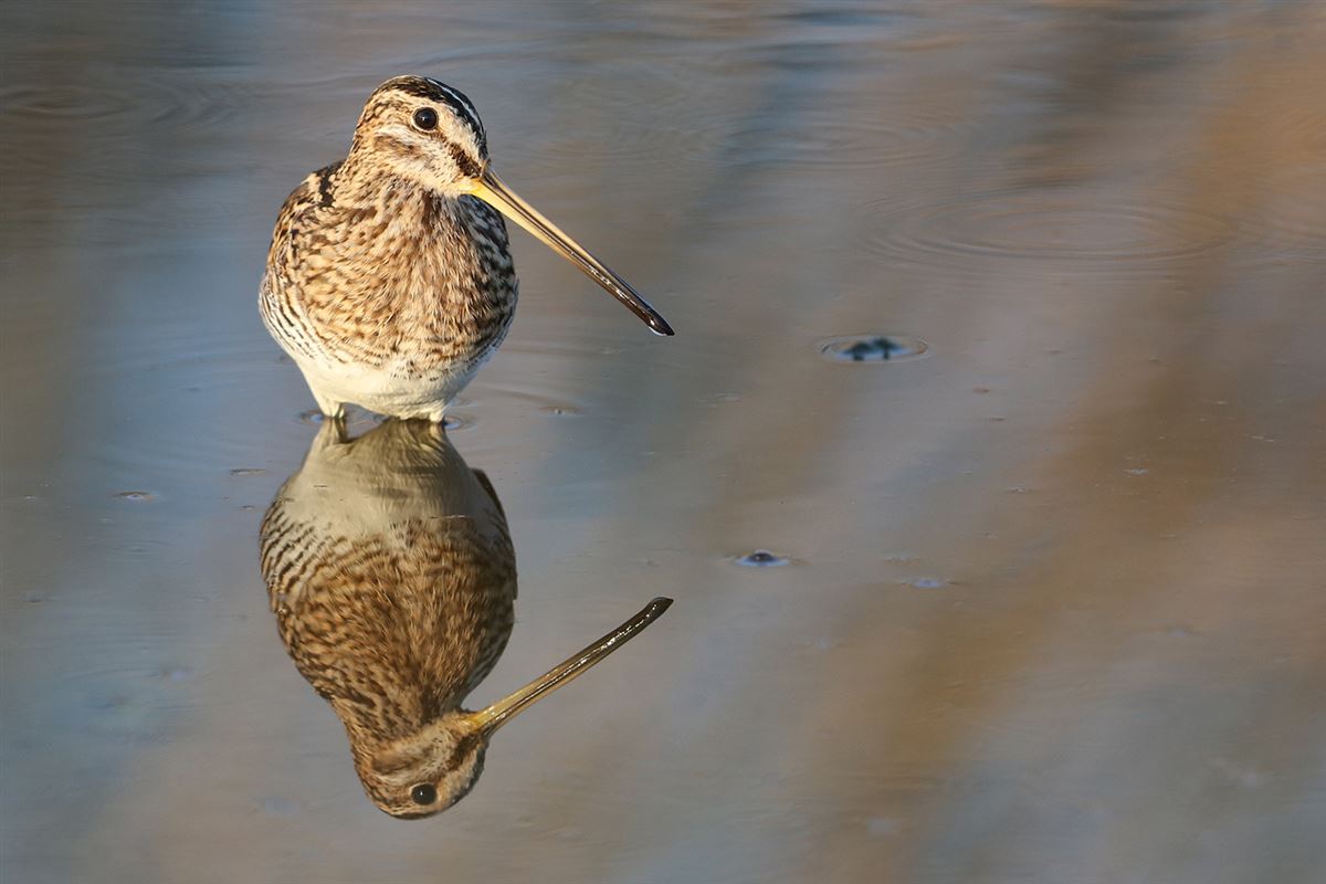 Common Snipe