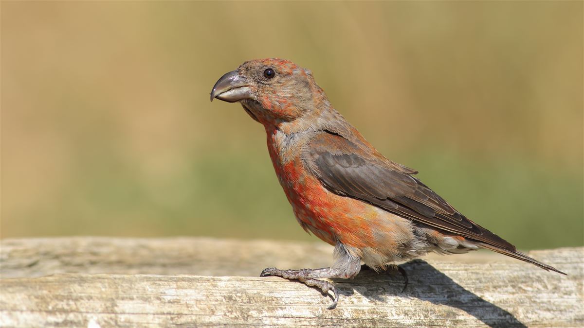 Red Crossbill