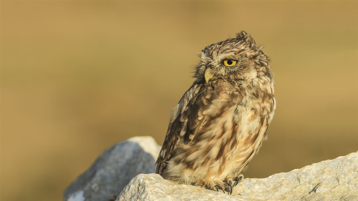 Little Owl