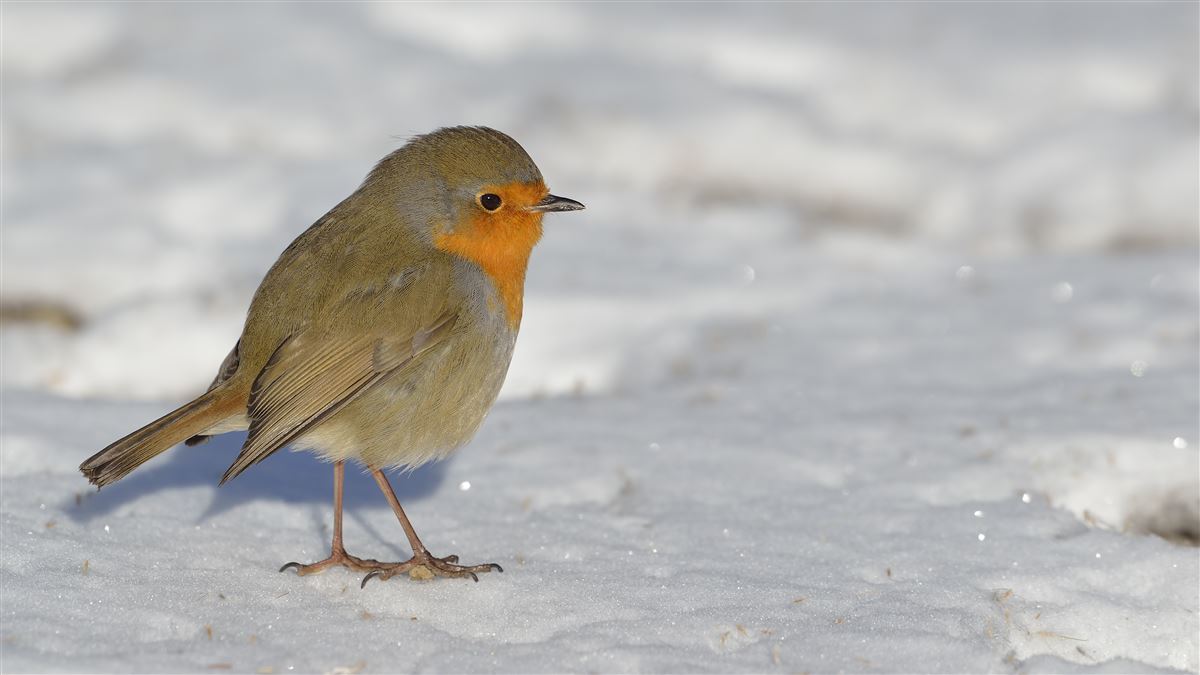 European Robin