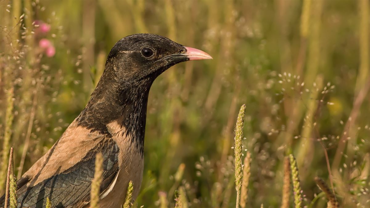 Rosy Starling