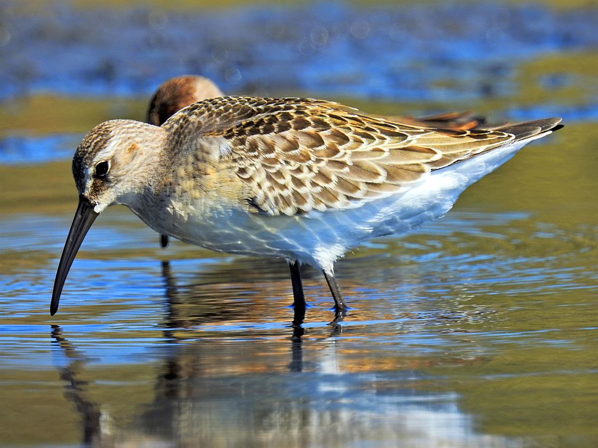 Curlew Sandpiper