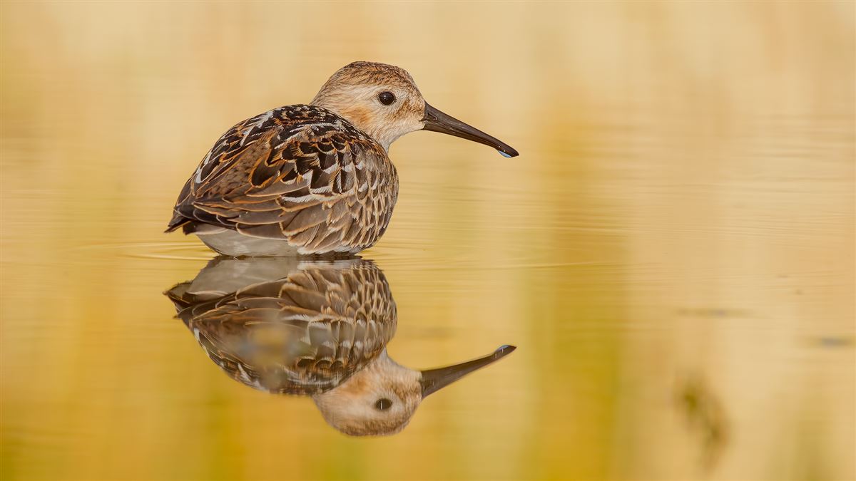 Dunlin